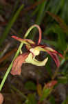 Parrot pitcherplant